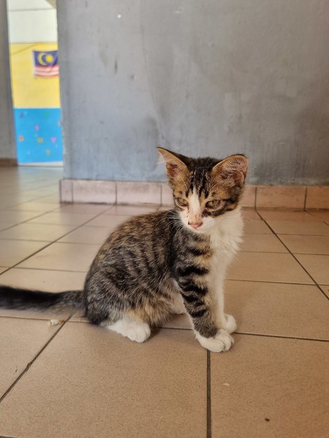 Jayton - Tabby Cat