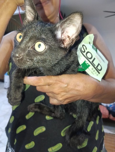 Dusty Boi - Domestic Short Hair Cat
