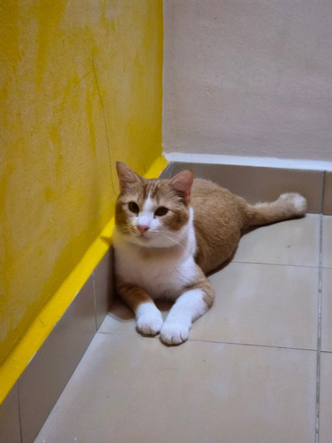 Rayan - Domestic Short Hair Cat