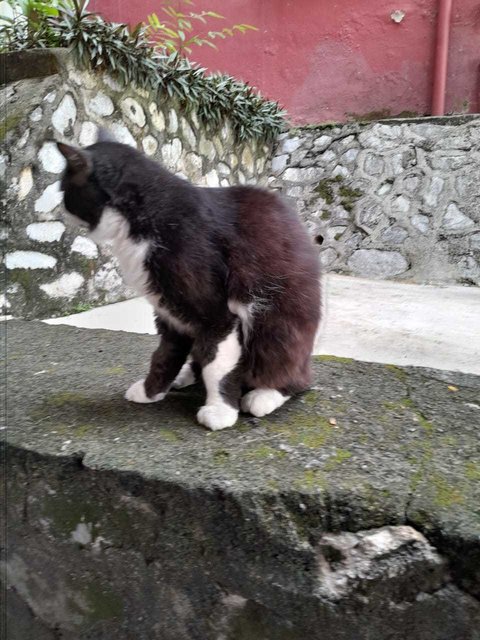 Tomkat - Domestic Medium Hair + Maine Coon Cat