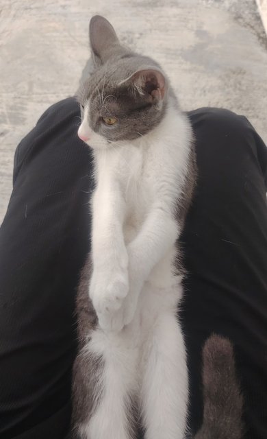 Aqua - Domestic Medium Hair Cat