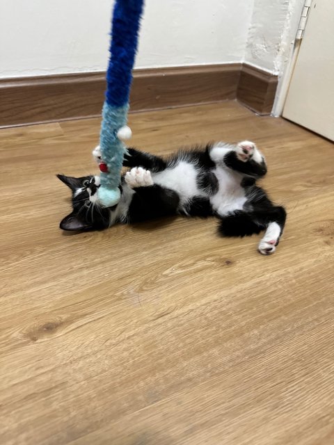 Mabel - Domestic Long Hair + Domestic Medium Hair Cat