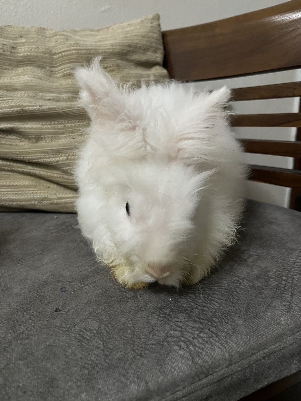 Snow White - Angora Rabbit Rabbit