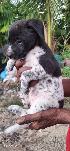 Ppno - Mixed Breed Dog