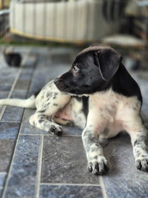 Ppno - Mixed Breed Dog