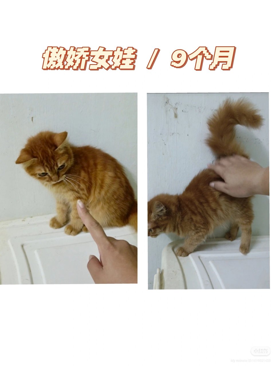 Kiwi - Domestic Short Hair Cat