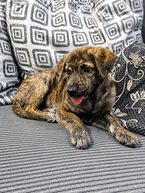Stripe  - Mixed Breed Dog