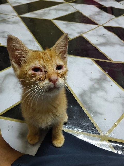 PF147523 - Domestic Short Hair Cat