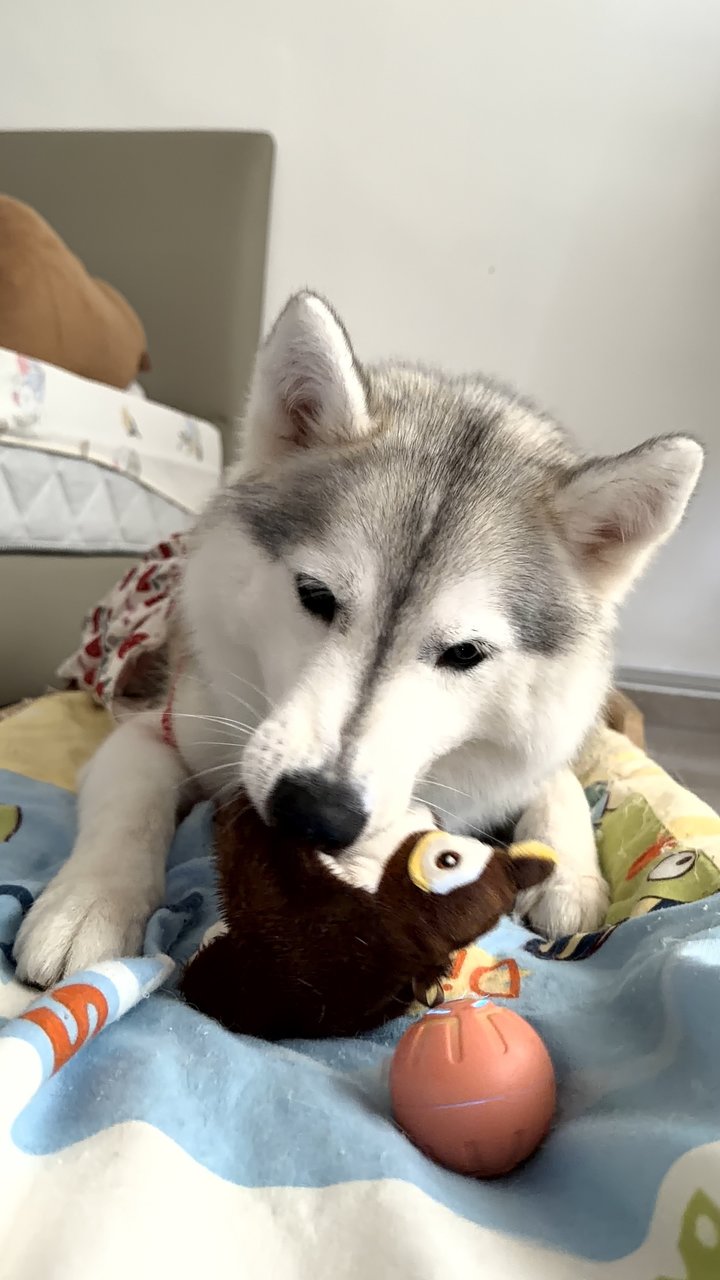 Fu Bao - Siberian Husky Dog