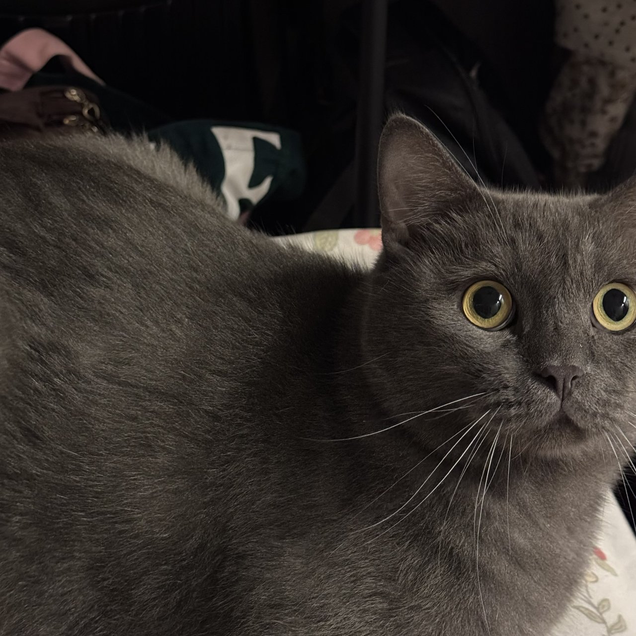 Miu Miu - British Shorthair Cat