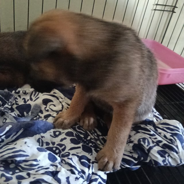 Michael, Lily And Jasmine - Mixed Breed Dog