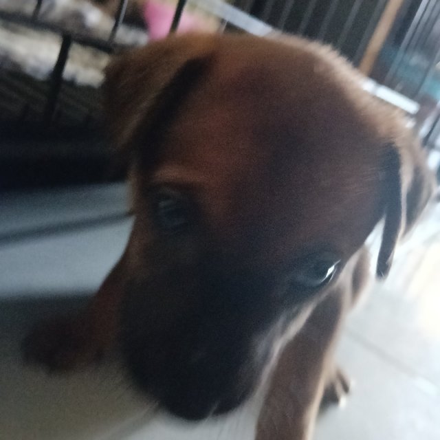Michael, Lily And Jasmine - Mixed Breed Dog