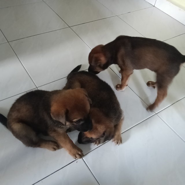 Michael, Lily And Jasmine - Mixed Breed Dog
