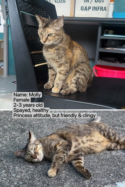 Molly - Domestic Short Hair Cat