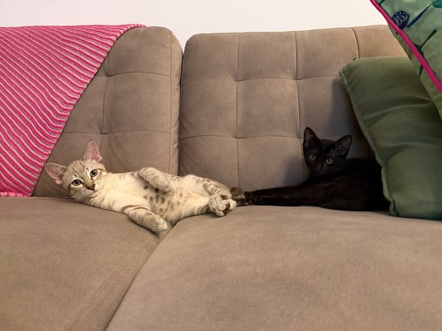 Percy (F) &amp; Paul (M) - Domestic Short Hair Cat