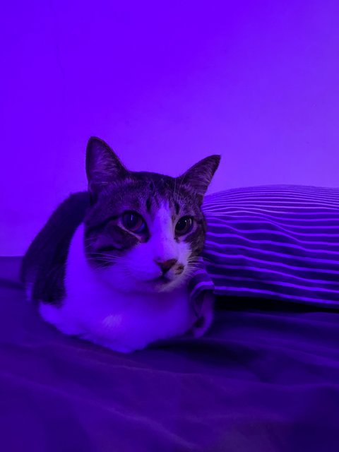 Mandoo - Domestic Short Hair Cat