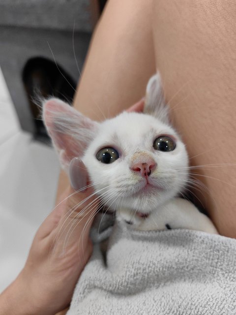Baby - Domestic Short Hair Cat