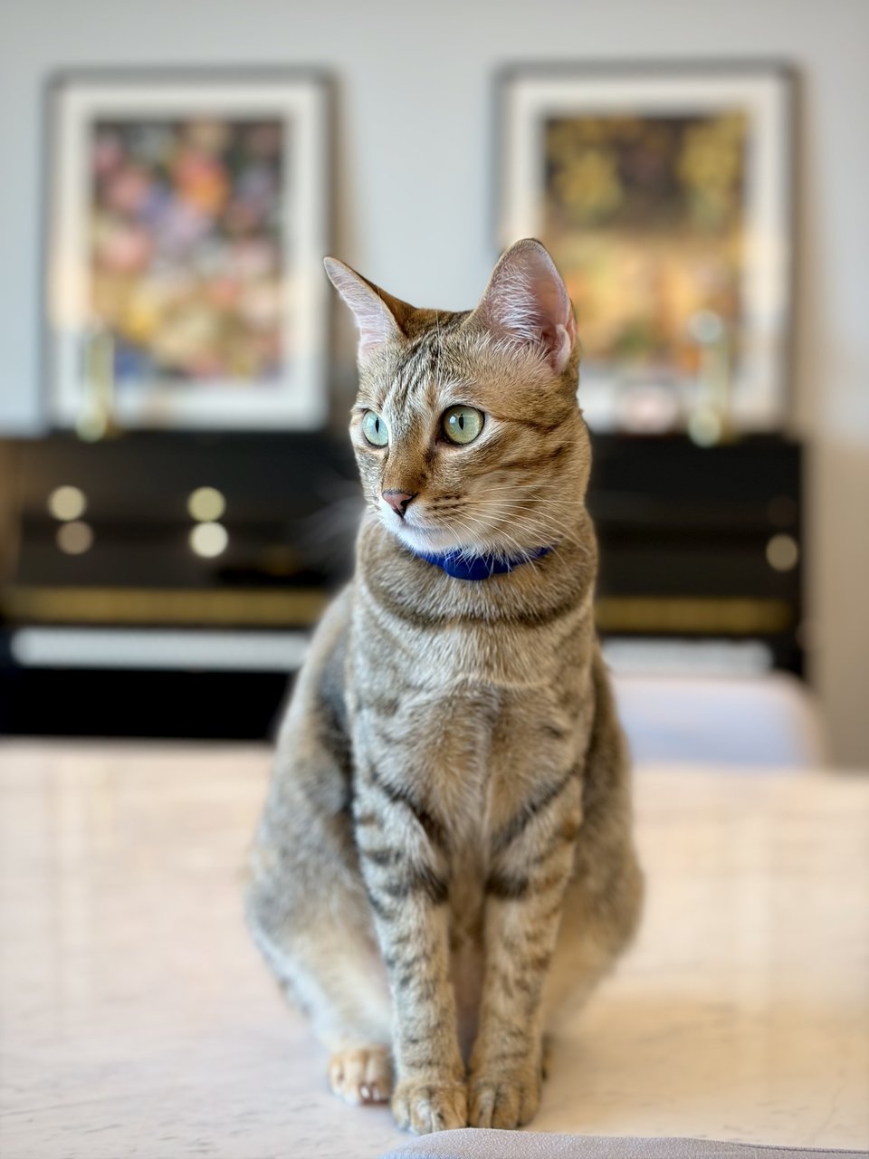 Livvy - Domestic Short Hair Cat