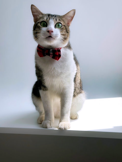 Lex 💙 - Domestic Short Hair Cat