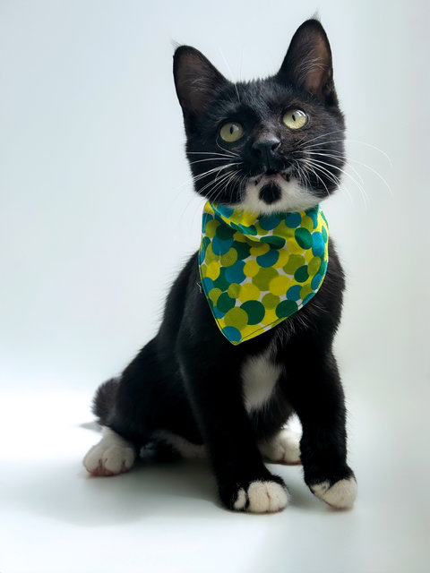 Jerry The Playful Kitten - Domestic Short Hair + Tuxedo Cat