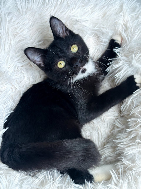 Jerry The Playful Kitten - Domestic Short Hair + Tuxedo Cat
