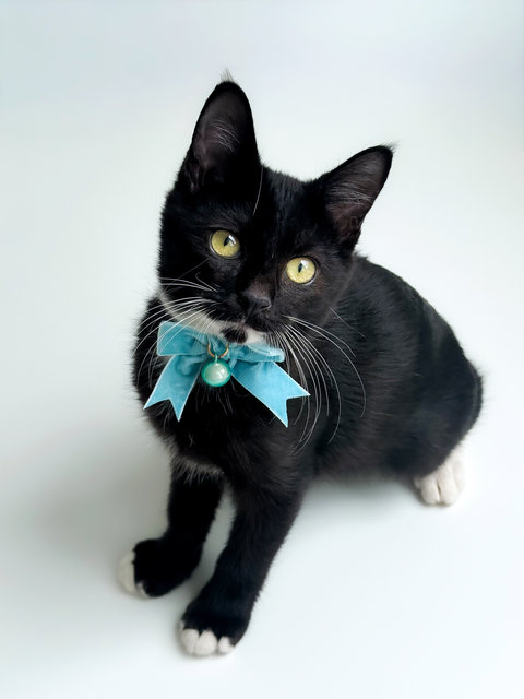 Jerry The Playful Kitten - Domestic Short Hair + Tuxedo Cat