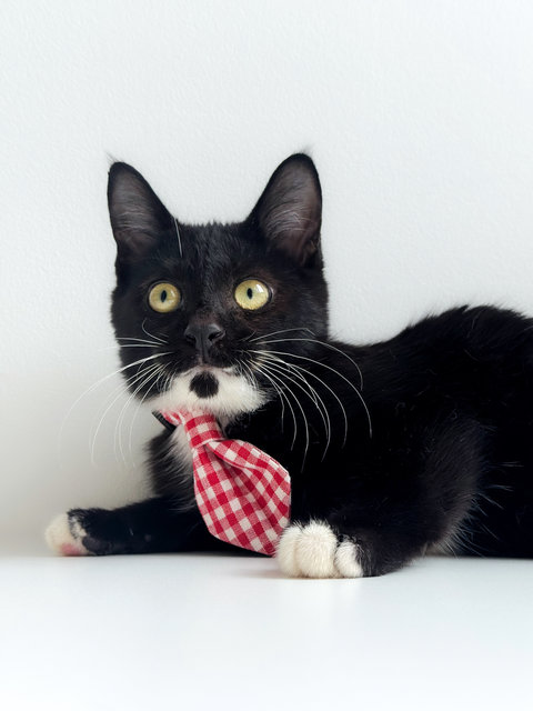 Jerry The Playful Kitten - Domestic Short Hair + Tuxedo Cat