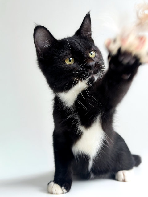 Jerry The Playful Kitten - Domestic Short Hair + Tuxedo Cat