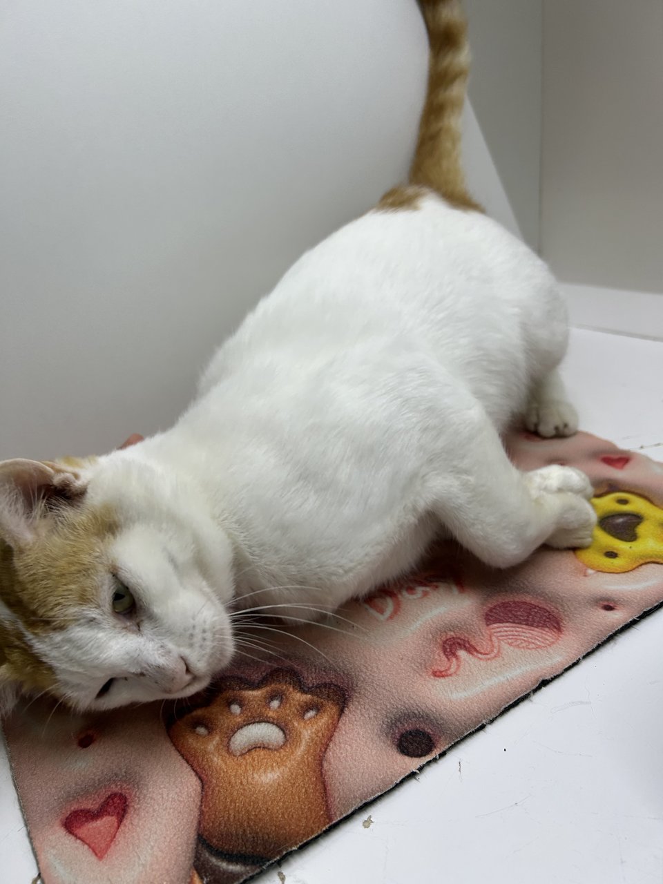Ozel - Domestic Short Hair Cat