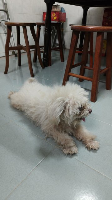 Creampuff - Poodle + Shih Tzu Dog