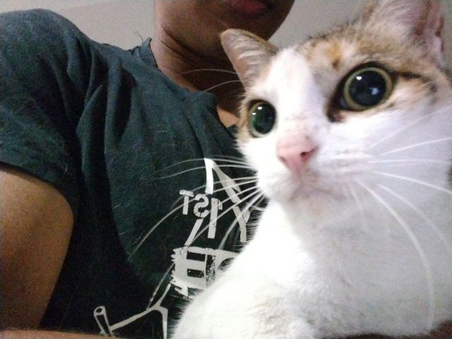 No Name - Calico Cat