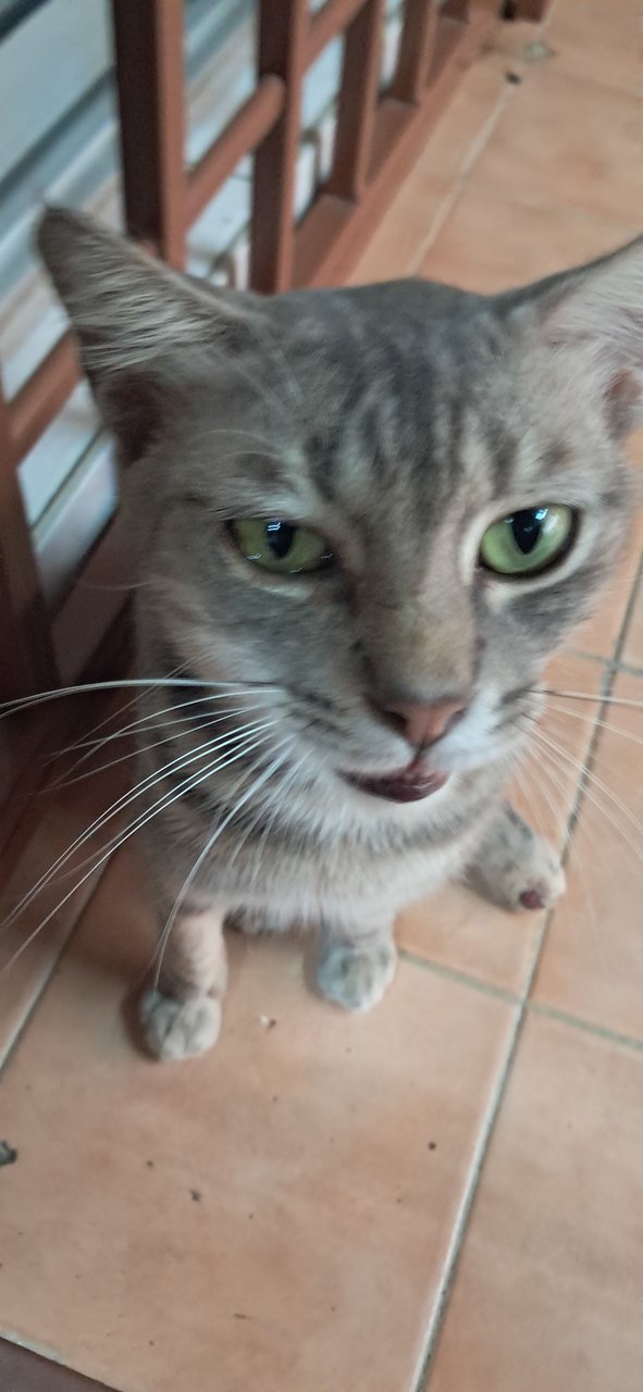 Casper - Tabby Cat