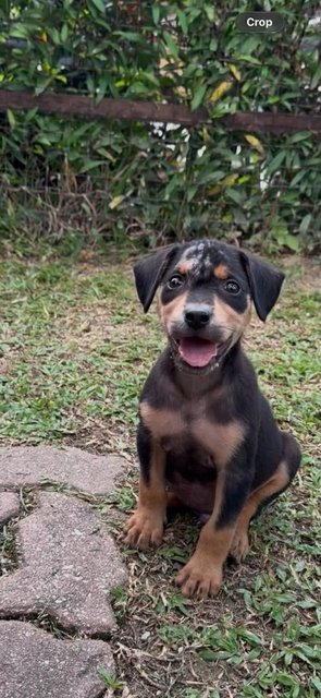 Hansel &amp; Gretel  - Mixed Breed Dog