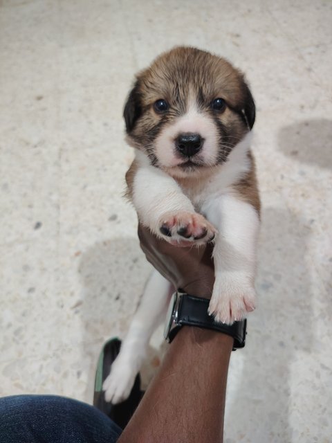 PF147850 - Labrador Retriever Dog