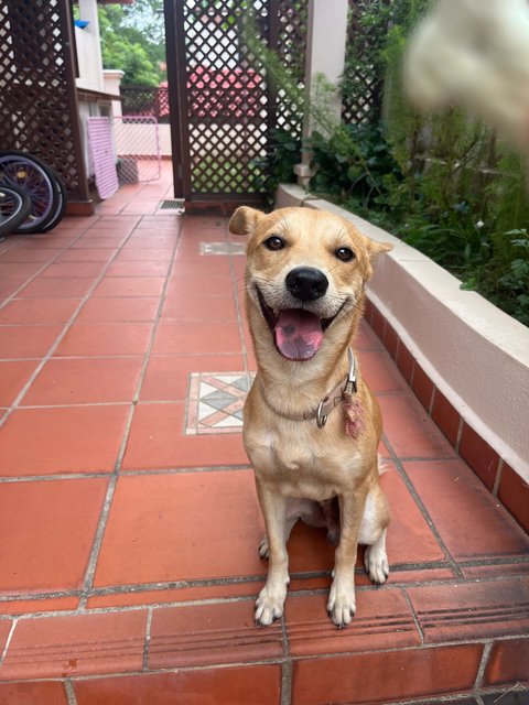 Aman  - Mixed Breed Dog