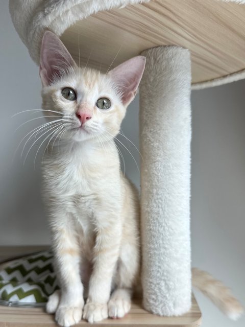 Colby - Domestic Short Hair Cat