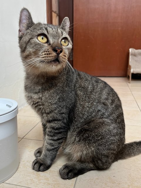 Charlie - American Curl + Domestic Short Hair Cat