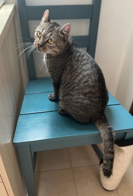 Charlie - American Curl + Domestic Short Hair Cat