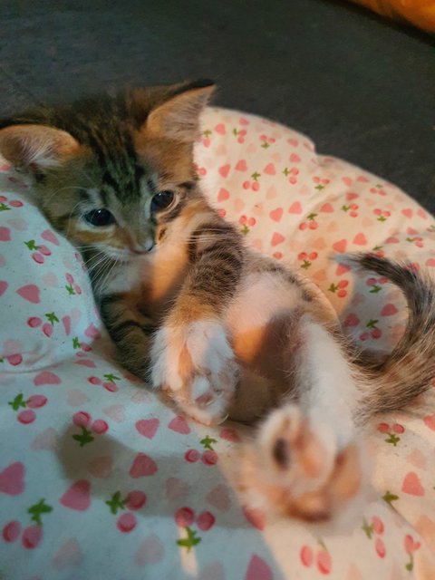 De Kittens - Domestic Short Hair Cat