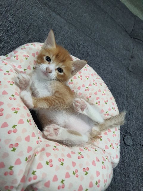 De Kittens - Domestic Short Hair Cat