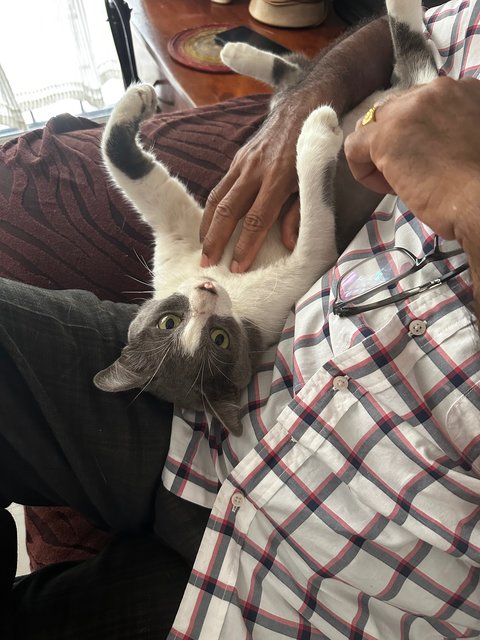 Grey - Domestic Short Hair Cat
