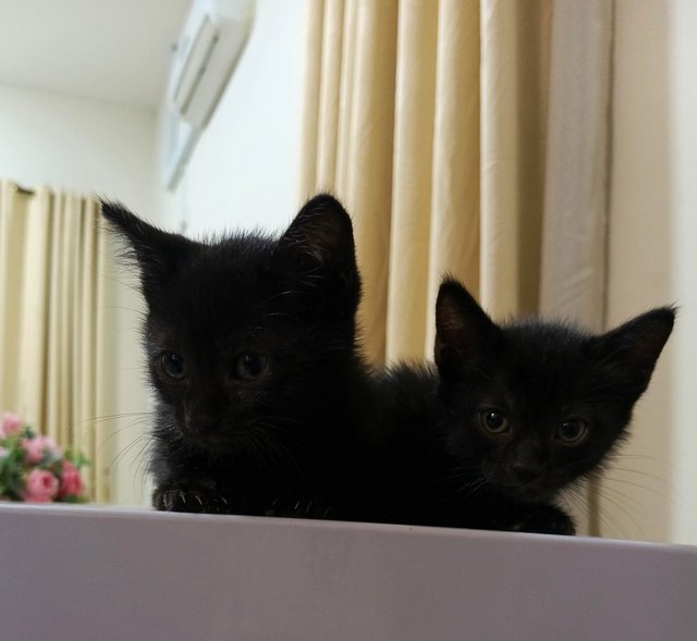  Cosmo, Stellar, Cleo - Domestic Medium Hair + Domestic Short Hair Cat