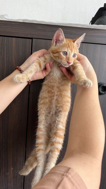 Mango - Domestic Medium Hair Cat