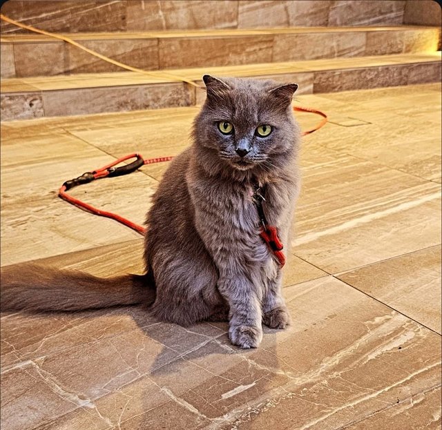 Sofia - British Shorthair + Scottish Fold Cat