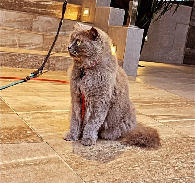 Sofia - British Shorthair + Scottish Fold Cat