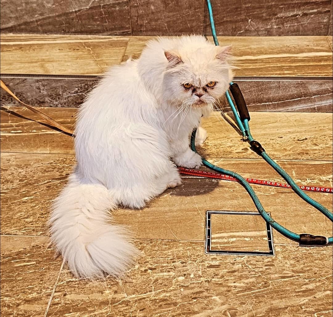 Wafi - Persian Cat
