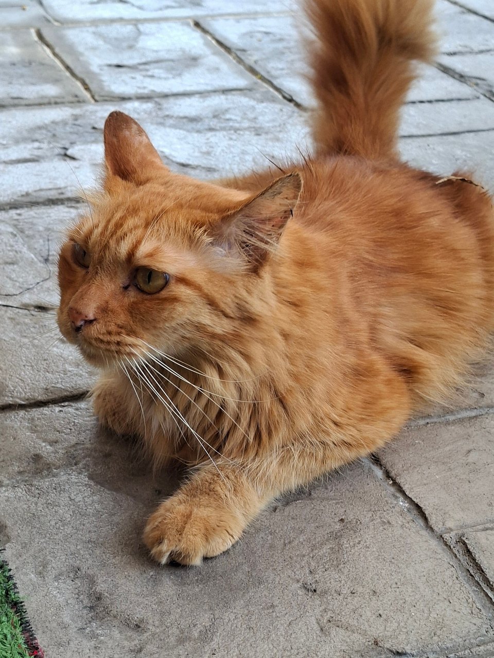 Simba - Domestic Long Hair Cat