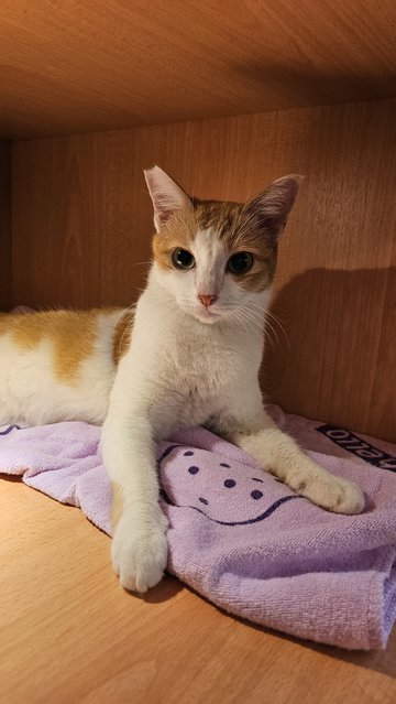 Kay 🌸 - Domestic Short Hair Cat