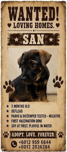 Ant. Tony  - Mixed Breed Dog