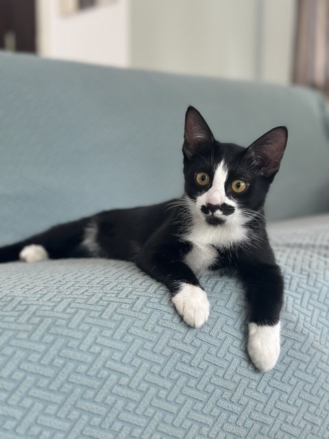 Nancy &amp; Family - Domestic Short Hair Cat